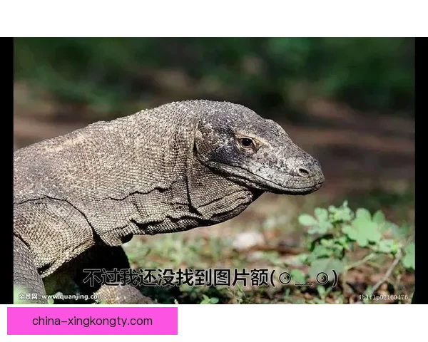 F1新加坡又有蜥蜴闯赛道！工作人员狂追捕